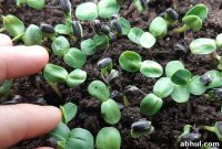 5 Advantages of Starting Seeds at Home Instead of Buying Seedlings
