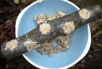 DIY Backyard Wild Bird Feeder: Simple Guide to Attract Birds