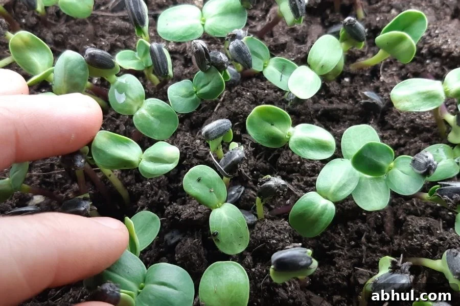 small seedings growing in potting soil