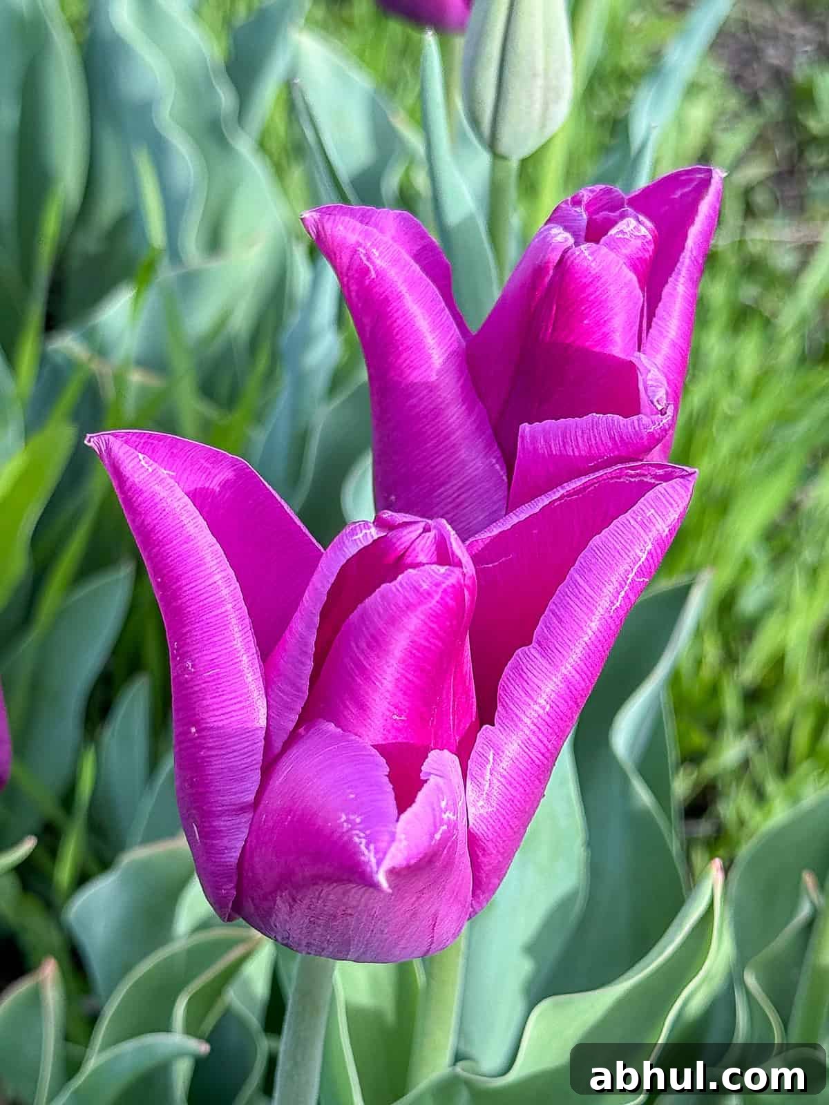 Visiting Utah during Spring Season with Flowers in Bloom