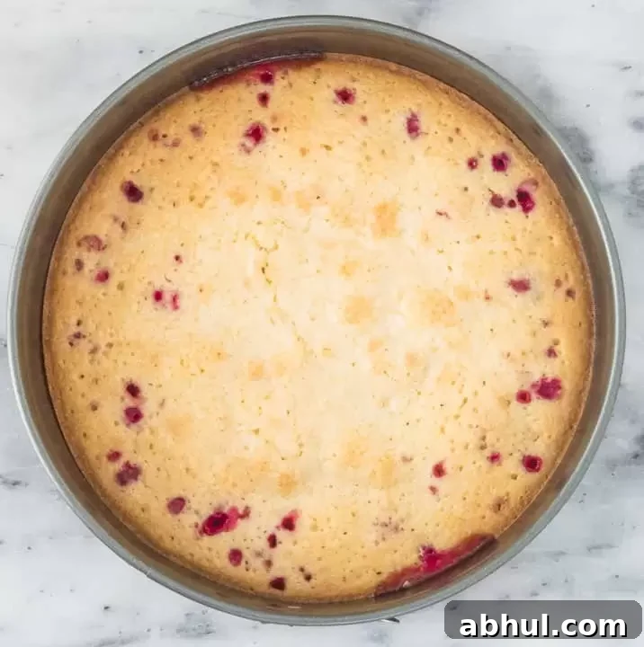 overhead photo of finished Nantucket cranberry pie in the springform pan
