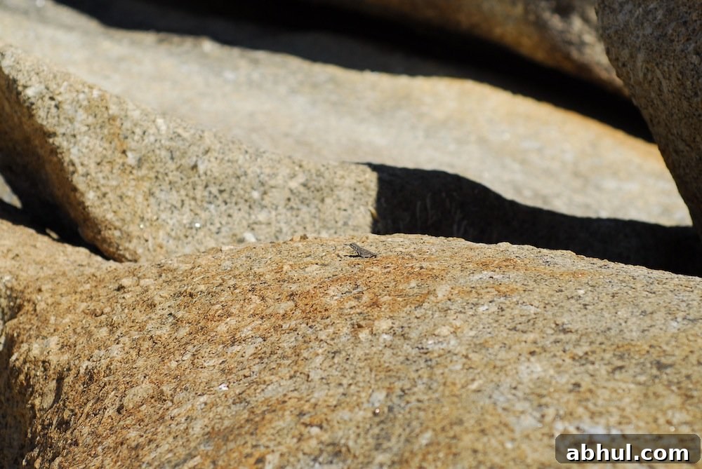 Llandudno Beach Guide: Sunday Activities and Things to Do 8 Lizard on rock