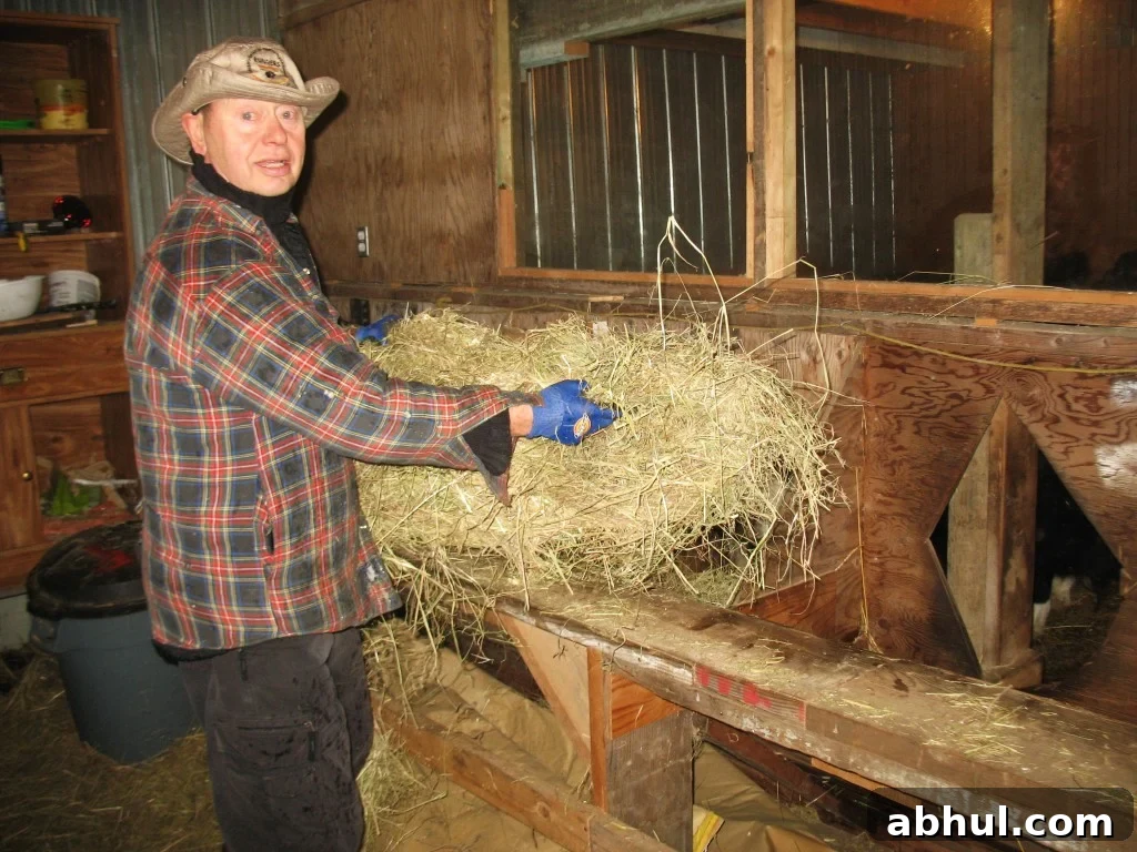 German Style Sauerkraut, my uncle feeding the calves